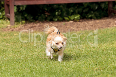 Chihuahua dog mix