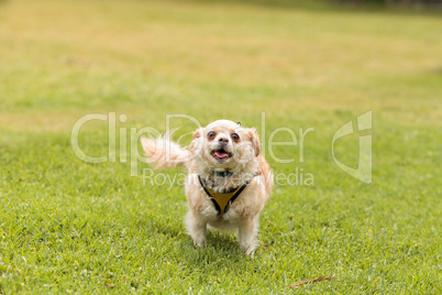 Chihuahua dog mix