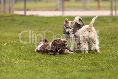 Lhasa Apso and a Siberian husky dog mix play