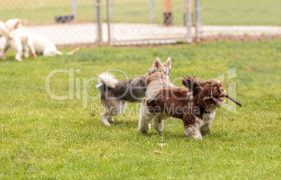 Lhasa Apso and a Siberian husky dog mix play