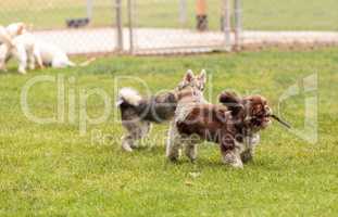 Lhasa Apso and a Siberian husky dog mix play