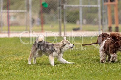 Lhasa Apso and a Siberian husky dog mix play