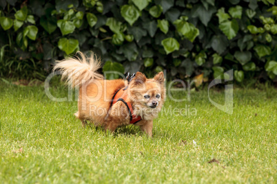 Chihuahua Pomeranian dog mix