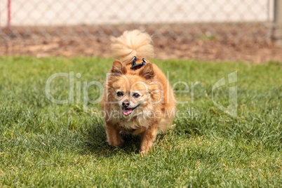 Chihuahua Pomeranian dog mix