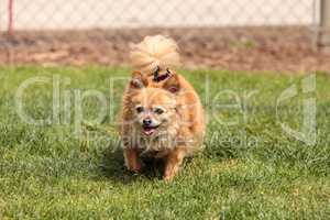 Chihuahua Pomeranian dog mix