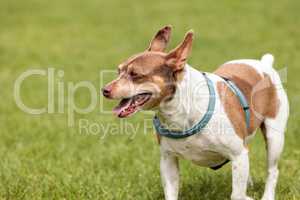 Rat terrier dog mix