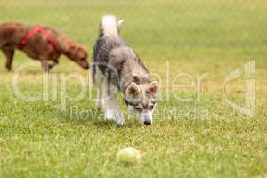 Siberian husky dog mix