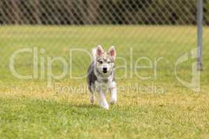 Siberian husky dog mix