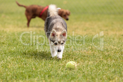 Siberian husky dog mix