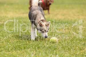 Siberian husky dog mix