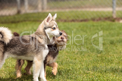 Siberian husky dog mix