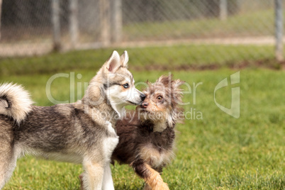 Siberian husky dog mix