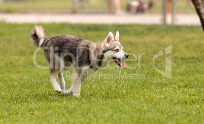 Siberian husky dog mix