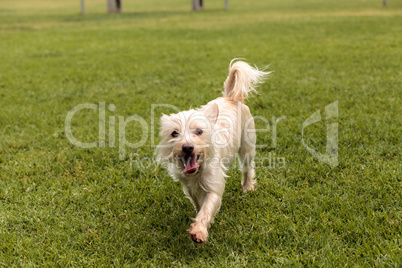 Terrier dog mix