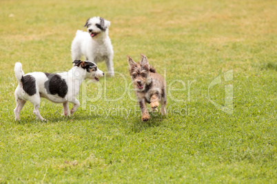 Group of terrier dog mixes play