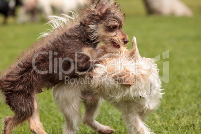 Group of terrier dog mixes play