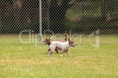 Group of terrier dog mixes play
