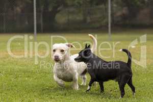 Group of terrier dog mixes play