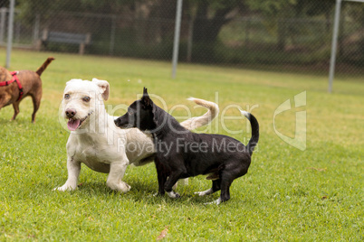 Group of terrier dog mixes play