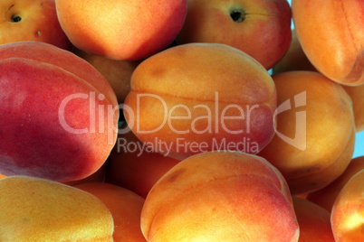 many orange peach at day