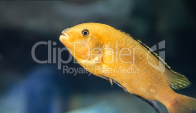 Marine fish swimming in the aquarium.