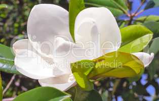 Magnolia flower on a background of green leaves.