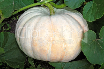 Pumpkin grows in the garden among green leaves.