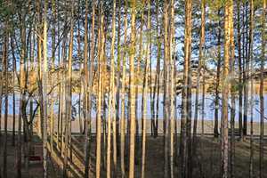 Landscape: pine trees on the river Bank.