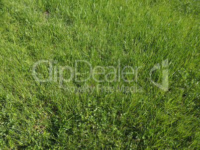 green grass texture background