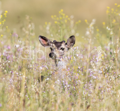 Black-tailed Deer (Odocoileus hemionus) peeking through Spring flowers.