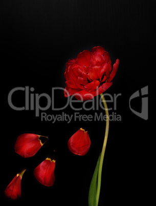 One red fluffy tulip with fallen petals