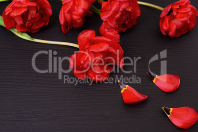 Red tulips with fallen petals on a black surface