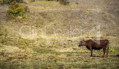grazing brown cow