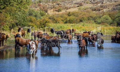 grazing caws at the river