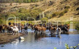 grazing caws at the river