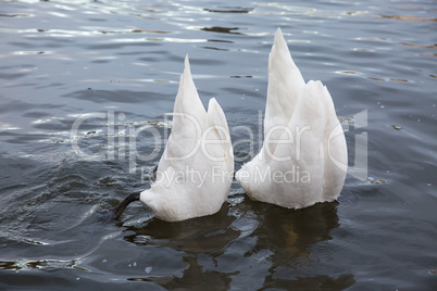 Two swans feed