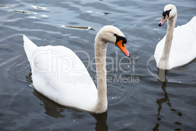 White swans on the water.