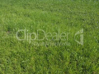 green grass texture background