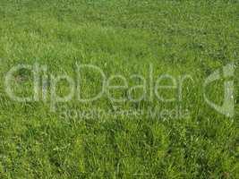 green grass texture background