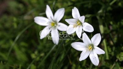 Green grass meadow, white flower and spring breeze