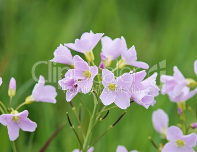 Wiesenschaumkraut im Frühling