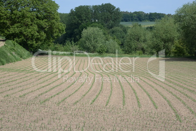 Feld im Odenwald