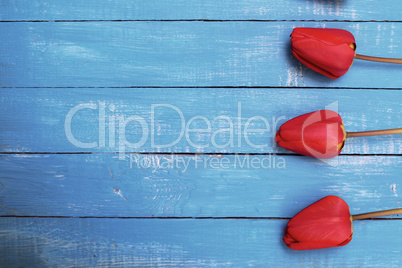 Three red tulips on a blue wooden surface