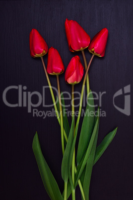 bouquet of red unblown tulips