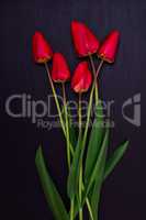 bouquet of red unblown tulips