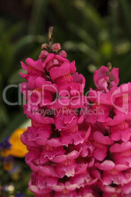 Pink snapdragon Antirrhinum majus flowers