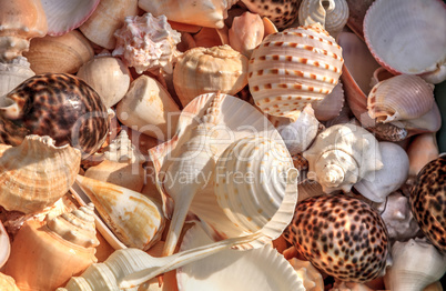 Background of mixed seashells