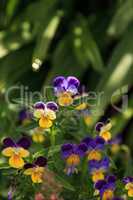 Purple, yellow and white Viola flower