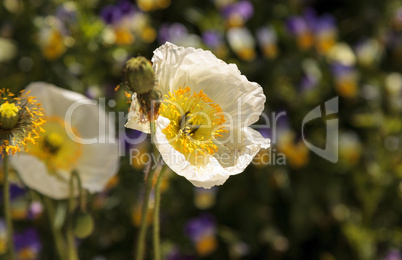 White poppy flower blooms