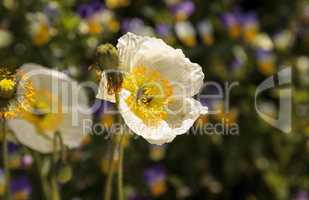 White poppy flower blooms